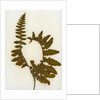 Fern XI by David Roseburg