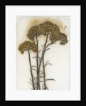 Helichrysum by David Roseburg