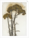 Helichrysum by David Roseburg