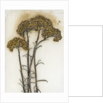 Helichrysum by David Roseburg