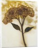 Hydrangea II by David Roseburg