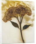 Hydrangea II by David Roseburg