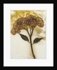 Hydrangea II by David Roseburg