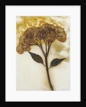 Hydrangea II by David Roseburg