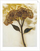Hydrangea II by David Roseburg