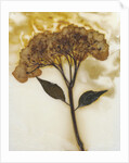 Hydrangea II by David Roseburg