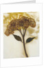 Hydrangea II by David Roseburg