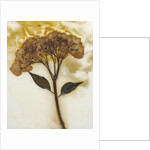 Hydrangea II by David Roseburg