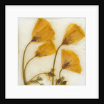 Papaver III by David Roseburg