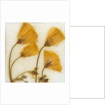 Papaver III by David Roseburg