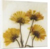 Wild Yellow by David Roseburg