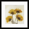 Wild Yellow by David Roseburg