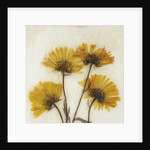 Wild Yellow by David Roseburg