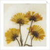 Wild Yellow by David Roseburg