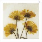 Wild Yellow by David Roseburg