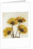 Wild Yellow by David Roseburg