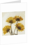 Wild Yellow by David Roseburg