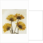 Wild Yellow by David Roseburg