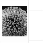 Allium by David Roseburg