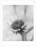 Cone Flower by David Roseburg