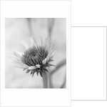 Cone Flower by David Roseburg