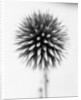 Globe Thistle by David Roseburg