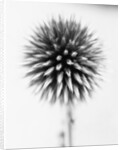 Globe Thistle by David Roseburg