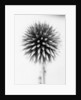 Globe Thistle by David Roseburg