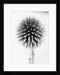 Globe Thistle by David Roseburg