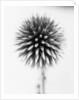 Globe Thistle by David Roseburg
