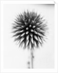 Globe Thistle by David Roseburg