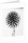 Globe Thistle by David Roseburg