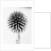 Globe Thistle by David Roseburg