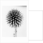 Globe Thistle by David Roseburg