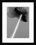 Poppy 10 by David Roseburg