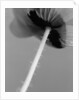 Poppy 10 by David Roseburg