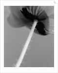 Poppy 10 by David Roseburg