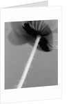 Poppy 10 by David Roseburg