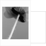 Poppy 10 by David Roseburg