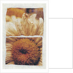 Spider on Daisy by David Roseburg