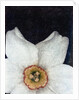 Small Daffodil by David Roseburg