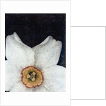 Small Daffodil by David Roseburg