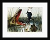 Illustration Depicting Two People Threatened by an Alligator by Luther Daniels Bradley