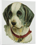 Illustration Depicting a Brown and White Dog by Anonymous