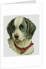 Illustration Depicting a Brown and White Dog by Anonymous