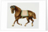Illustration Depicting a Brown Pony by Anonymous