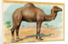 Camel Postcard by Anonymous