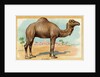 Camel Postcard by Anonymous