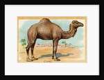 Camel Postcard by Anonymous