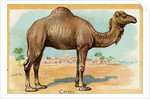Camel Postcard by Anonymous